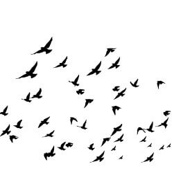 Birds flying in a natural view. Vector images. White background.